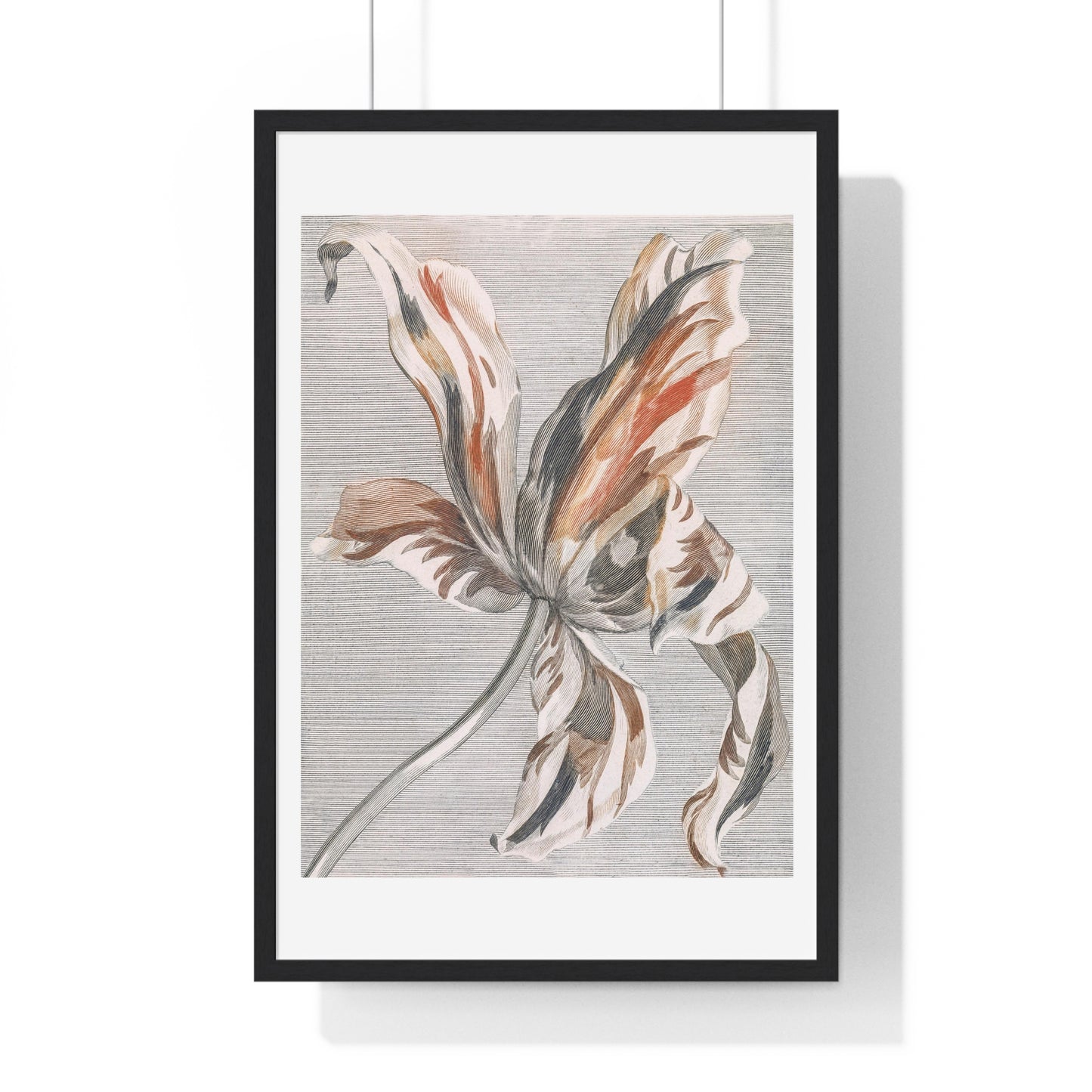 A Tulip by Johan Teyler (1648-1709), from the Original, Framed Art Print