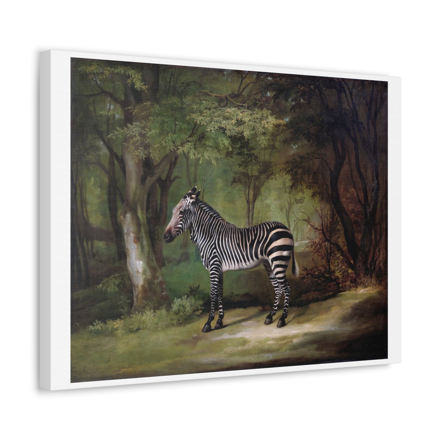 Zebra (1763) by George Stubbs, from the Original, Art Print on Canvas