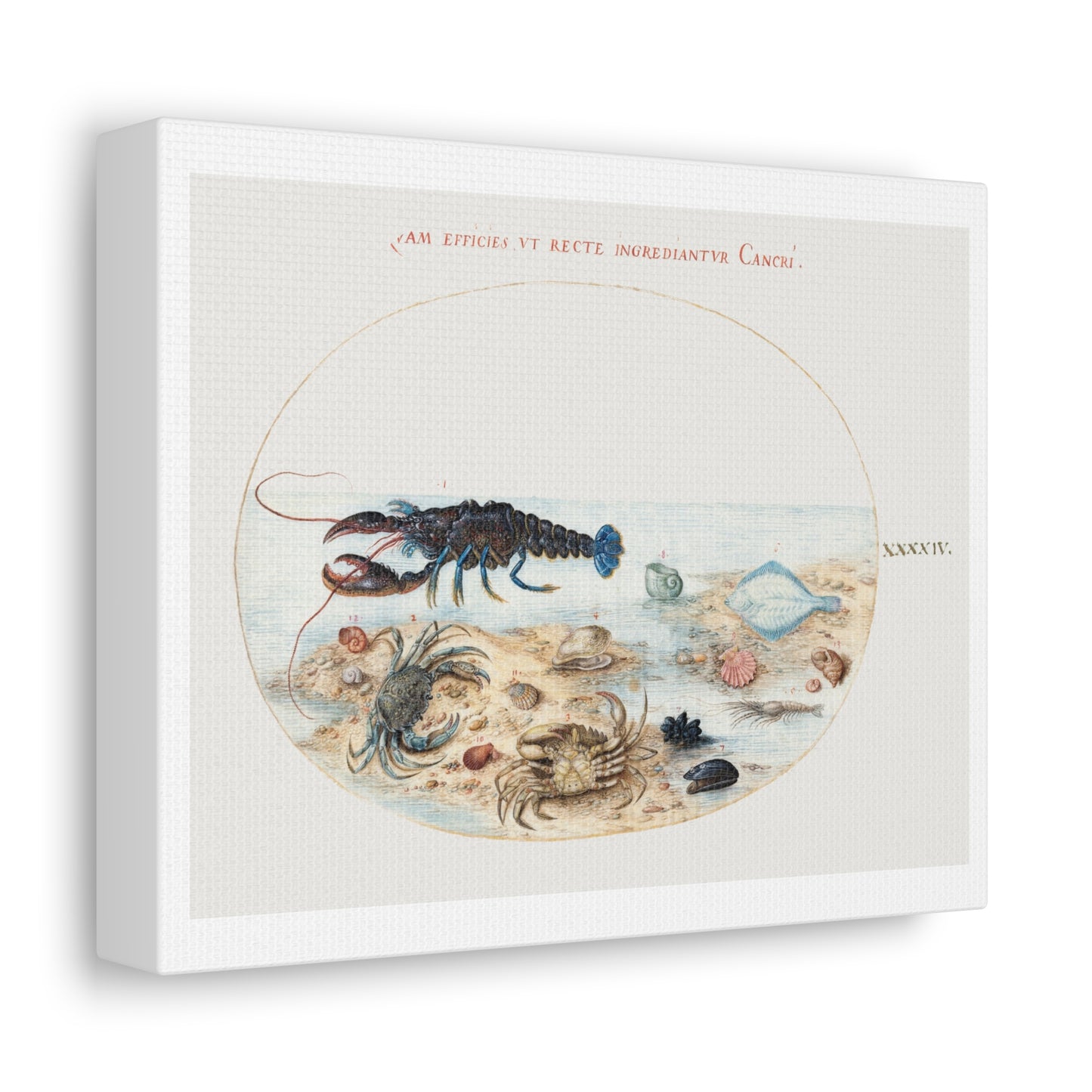 Lobster, Crabs, Scallop Shells and Other Sea Life (1575–1580) by Joris Hoefnagel, from the Original, Print on Canvas