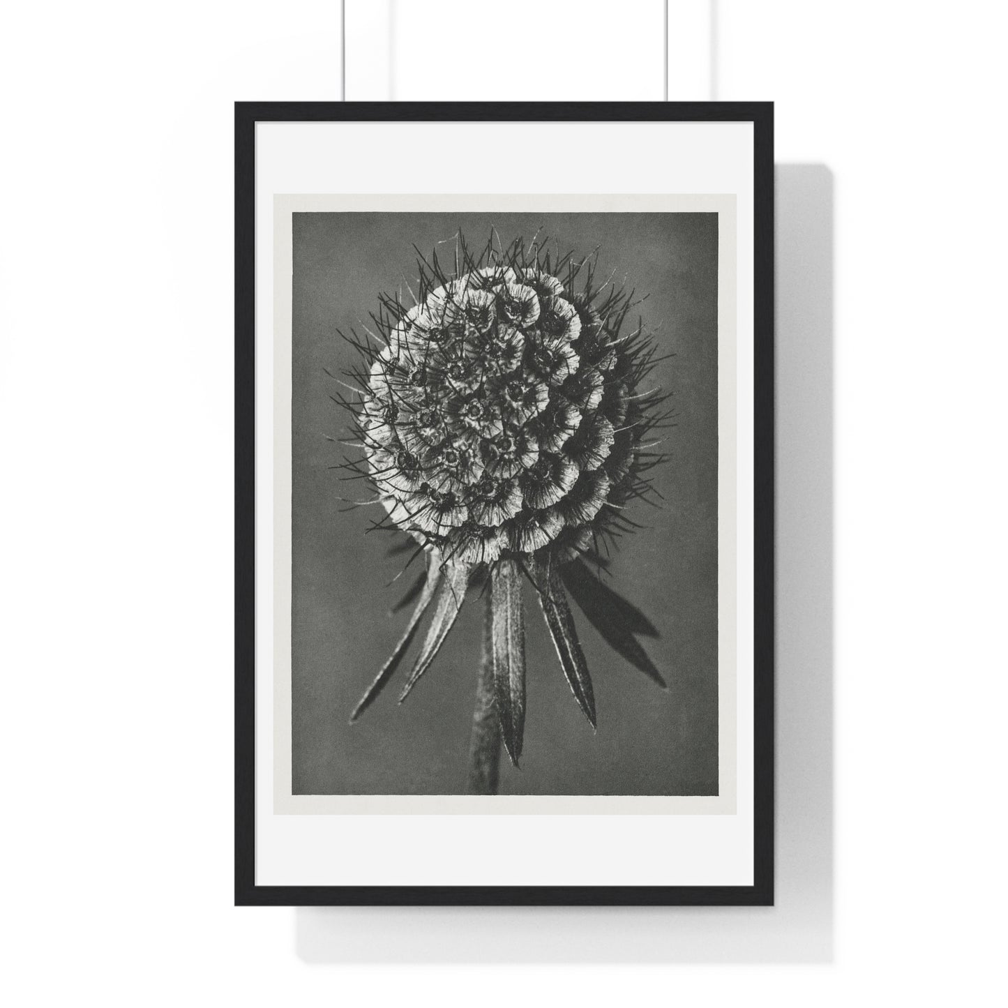 Phacelia Tanacetifolia (Lacy Phacelia) Enlarged 12 Times from 'Urformen der Kunst' (1928) by Karl Blossfeldt, from the Original, Framed Art Print