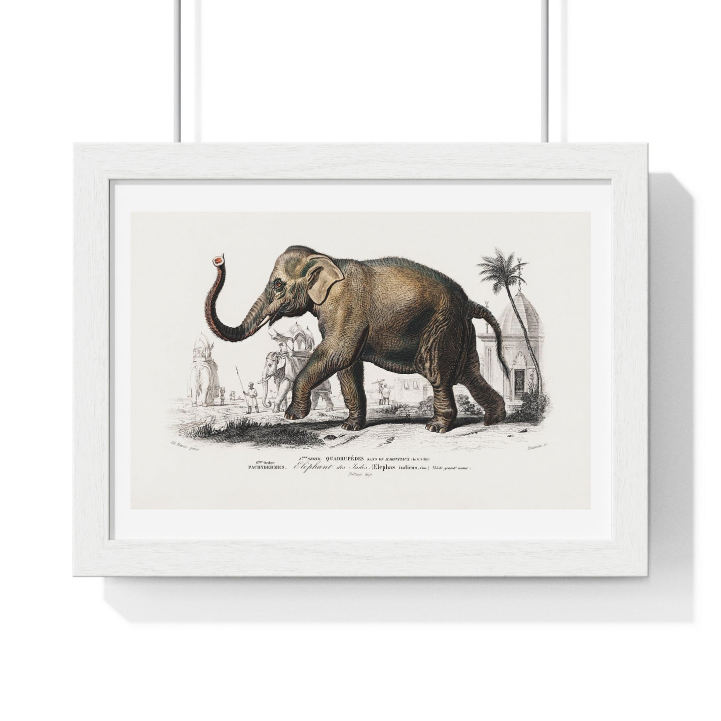 Asiatic Elephant 'Elephas Maximus' Illustration by Charles Dessalines D' Orbigny (1892) from the Original, Framed Print