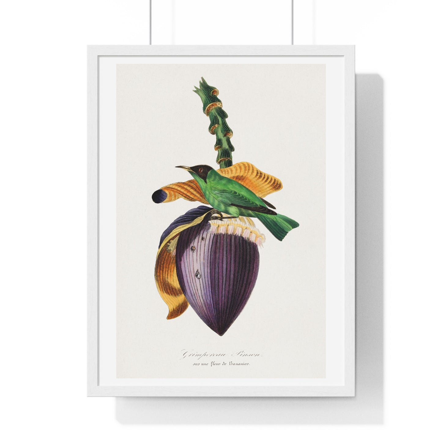 Treecreeper Bird Painting, from the 1842 Edition of 'Le Jardin Des Plantes' by Paul Gervais, Framed Art Print