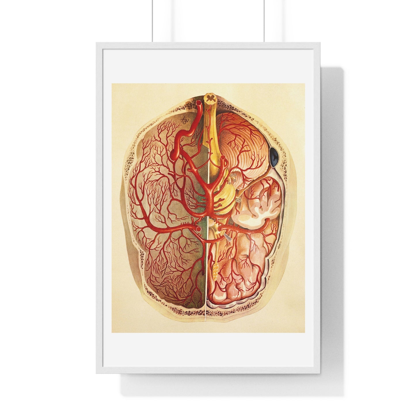 Brain Posterior View, Colour Lithograph by Brocades Great Britain, from the Original, Framed Art Print