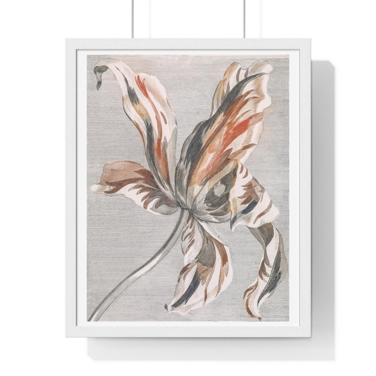 A Tulip by Johan Teyler (1648-1709), from the Original, Framed Art Print