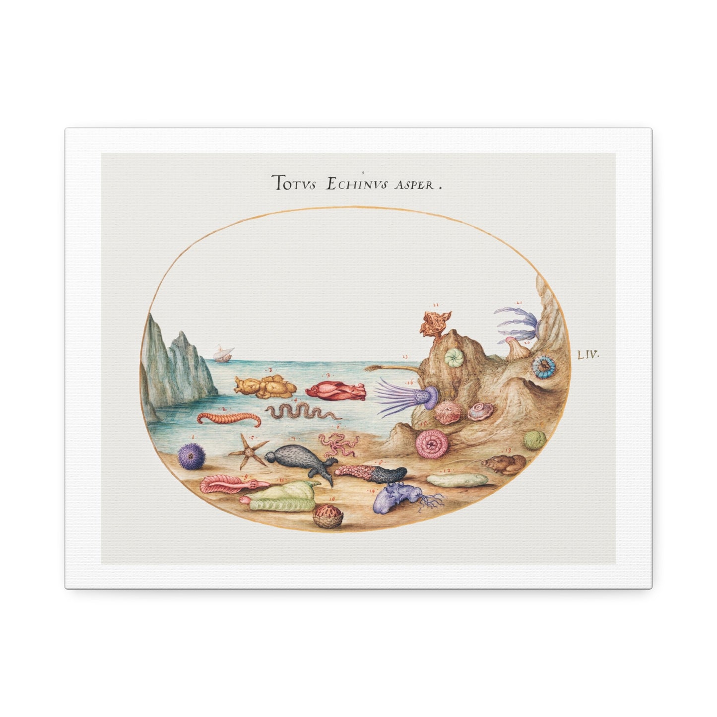 Sea Cucumbers, Sea Urchins, Starfish, Sea Nettle, Sea Hare and Other Marine Life (1575–1580) by Joris Hoefnagel, from the Original, Print on Canvas