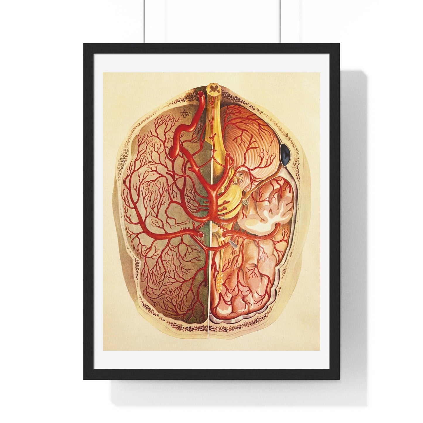 Brain Posterior View, Colour Lithograph by Brocades Great Britain, from the Original, Framed Art Print