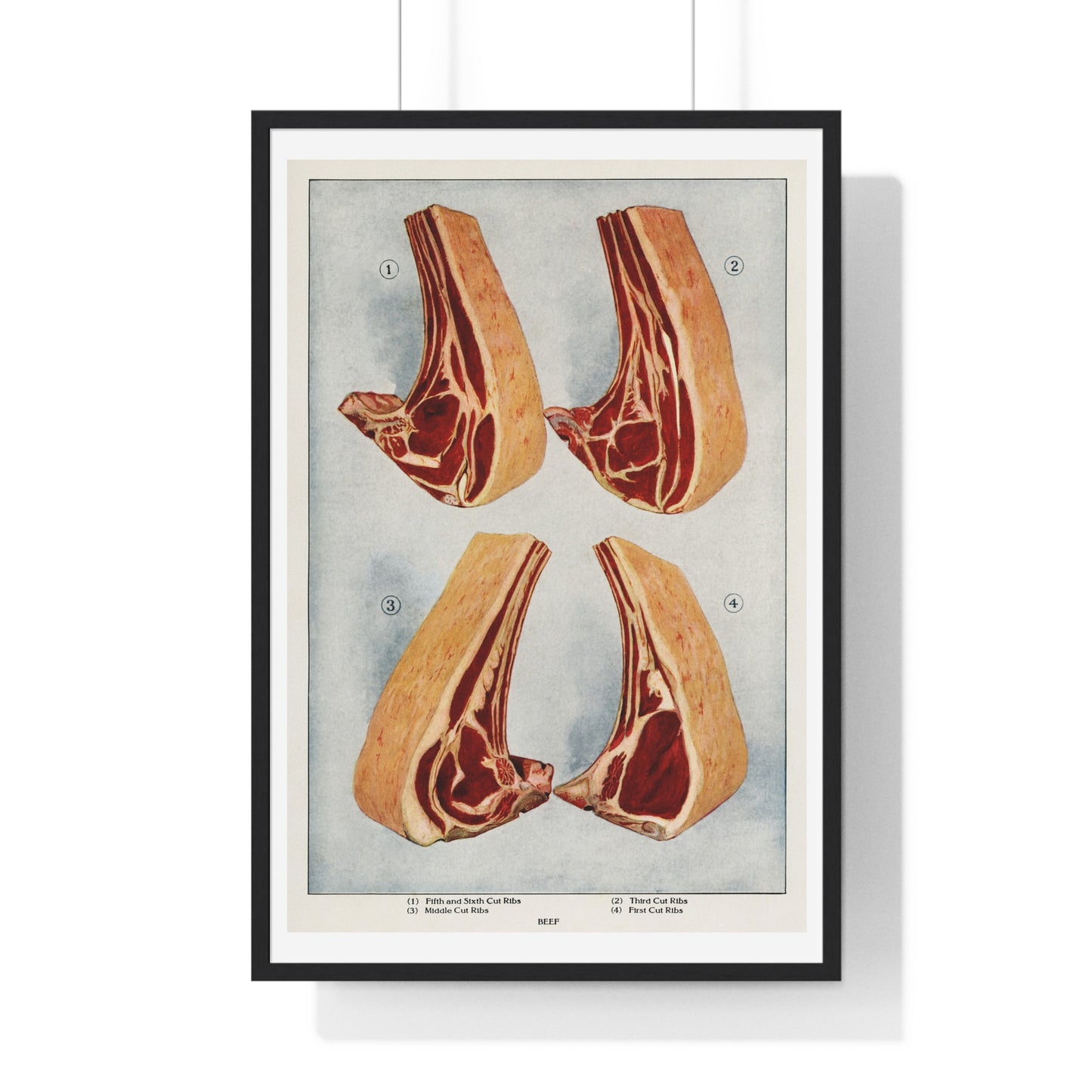 Beef Ribs from the book, The Grocer’s Encyclopedia (1911) from the Original Art Print on Canvas