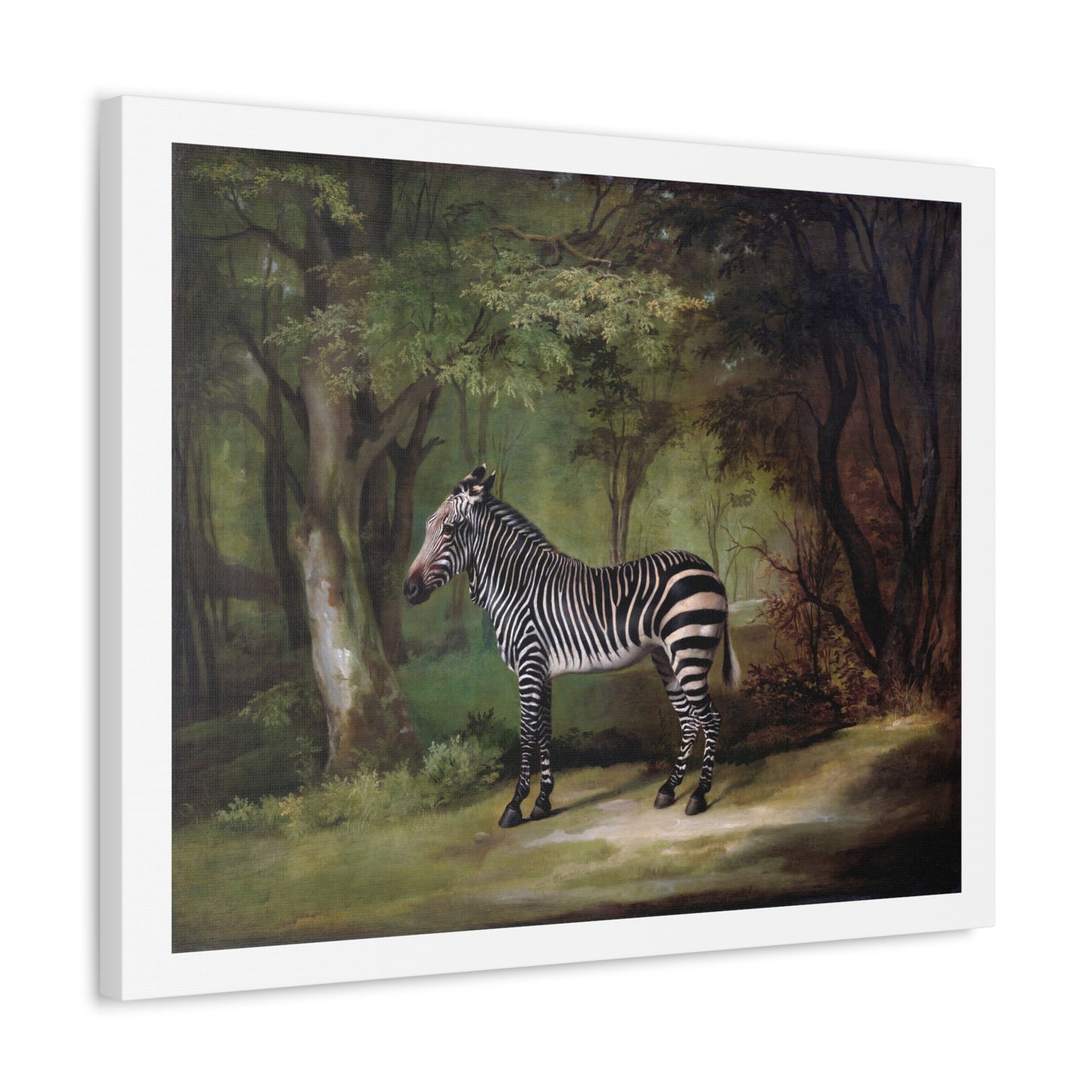 Zebra (1763) by George Stubbs, from the Original, Art Print on Canvas