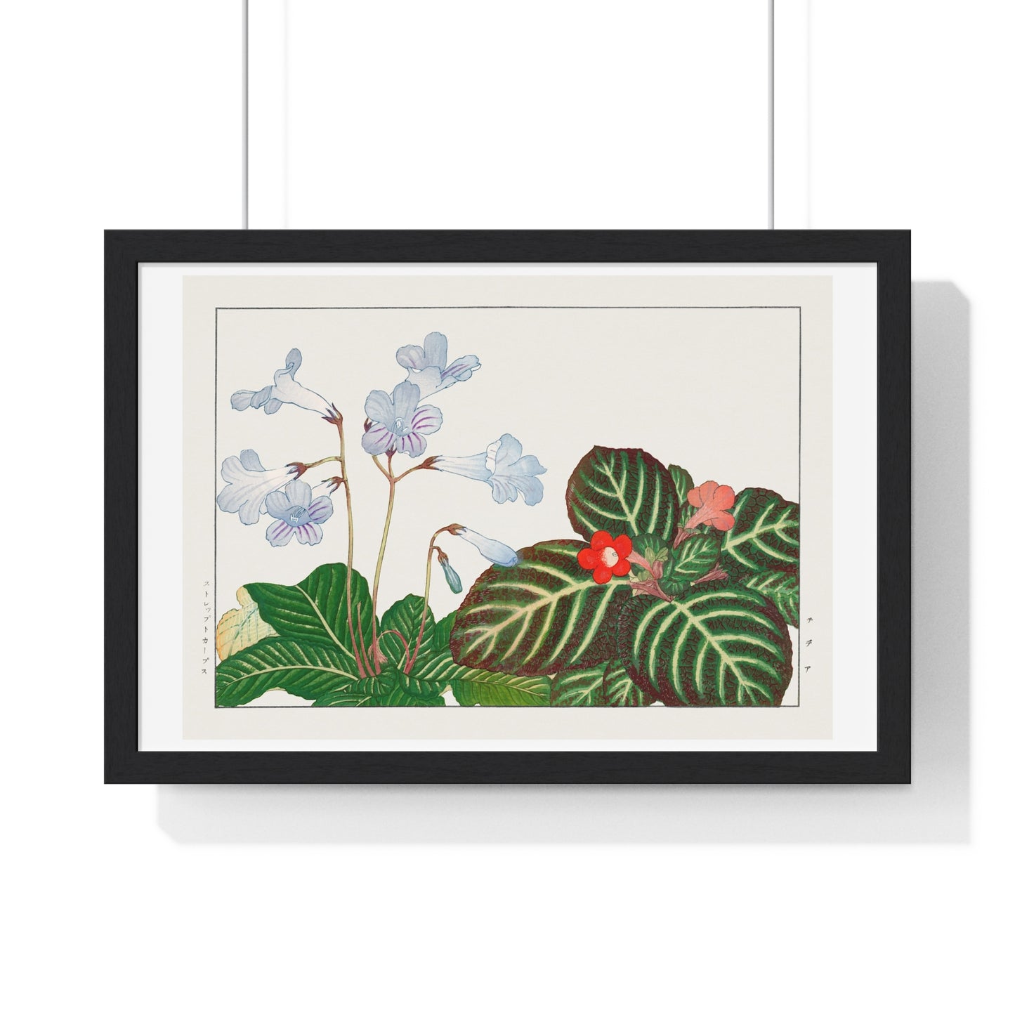 Vintage Tydea and Cape Primrose Flower (1917) Japanese Woodblock Art by Kônan Tanigami, from the Original, Framed Art Print