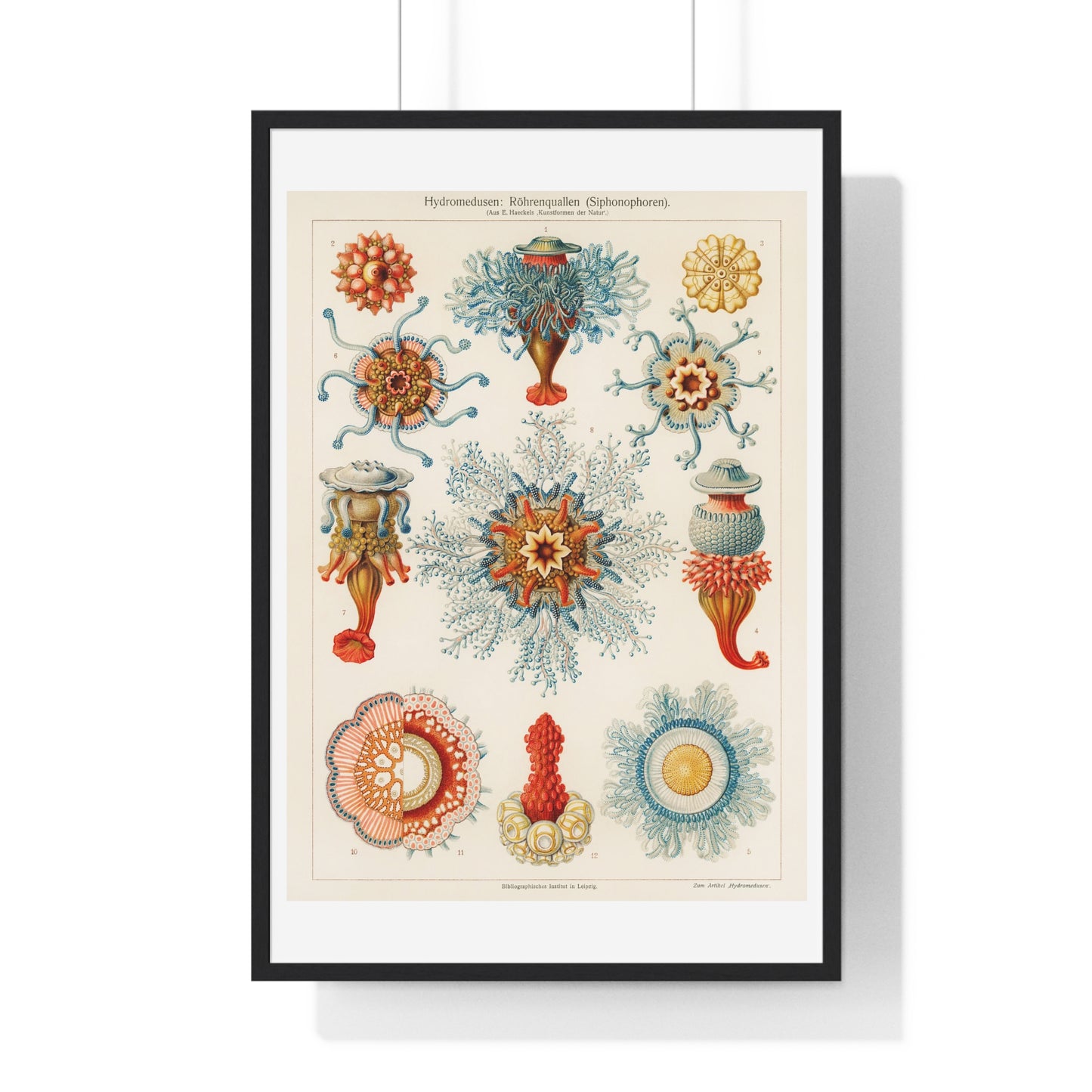Vintage Jellyfish Illustration from 'Kunstformen der Natur' by Ernst Haeckel, from the Original, Framed Print