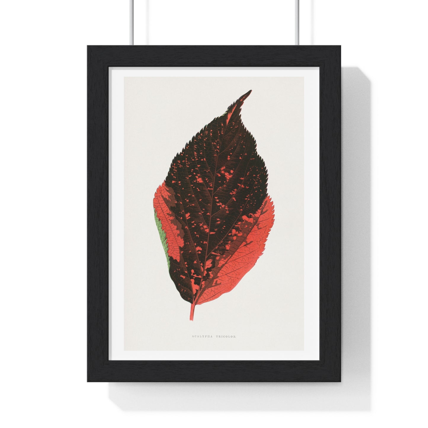 Acalypha Tricolor Leaf Illustration from the 1865 edition of 'Les Plantes à Feuillage Coloré' by Alexander Francis Lydon & Benjamin Fawsett