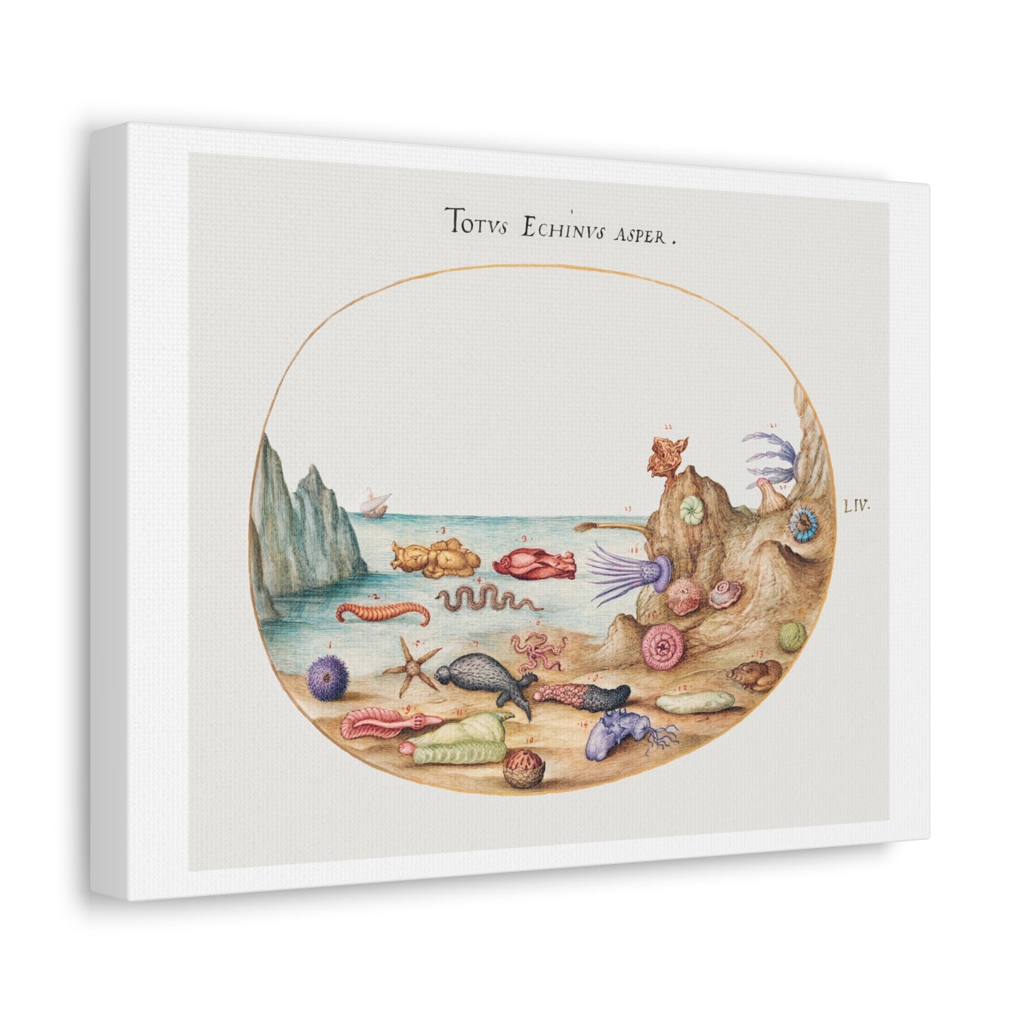 Sea Cucumbers, Sea Urchins, Starfish, Sea Nettle, Sea Hare and Other Marine Life (1575–1580) by Joris Hoefnagel, from the Original, Print on Canvas