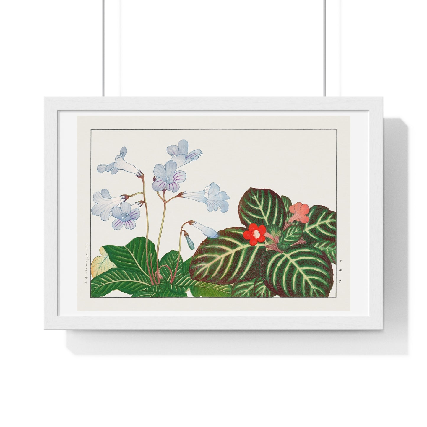 Vintage Tydea and Cape Primrose Flower (1917) Japanese Woodblock Art by Kônan Tanigami, from the Original, Framed Art Print