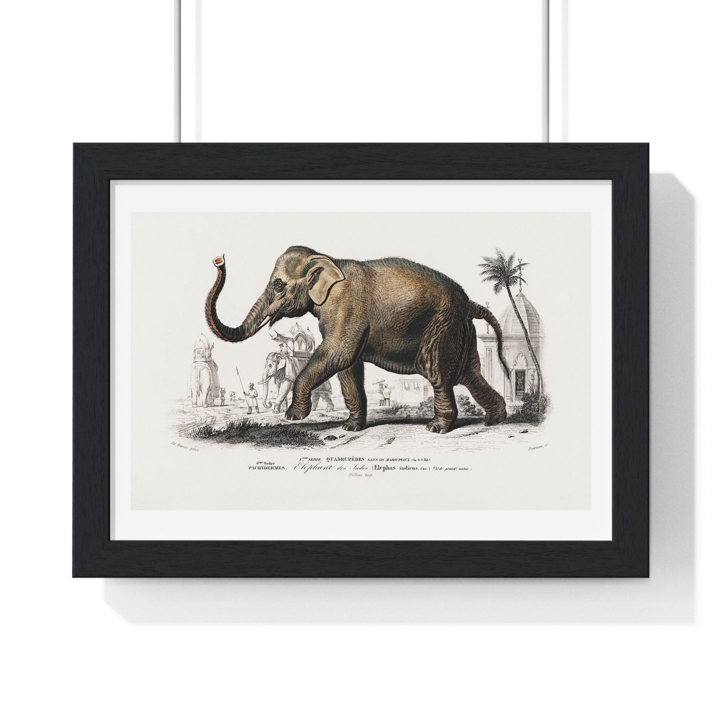 Asiatic Elephant 'Elephas Maximus' Illustration by Charles Dessalines D' Orbigny (1892) from the Original, Framed Print
