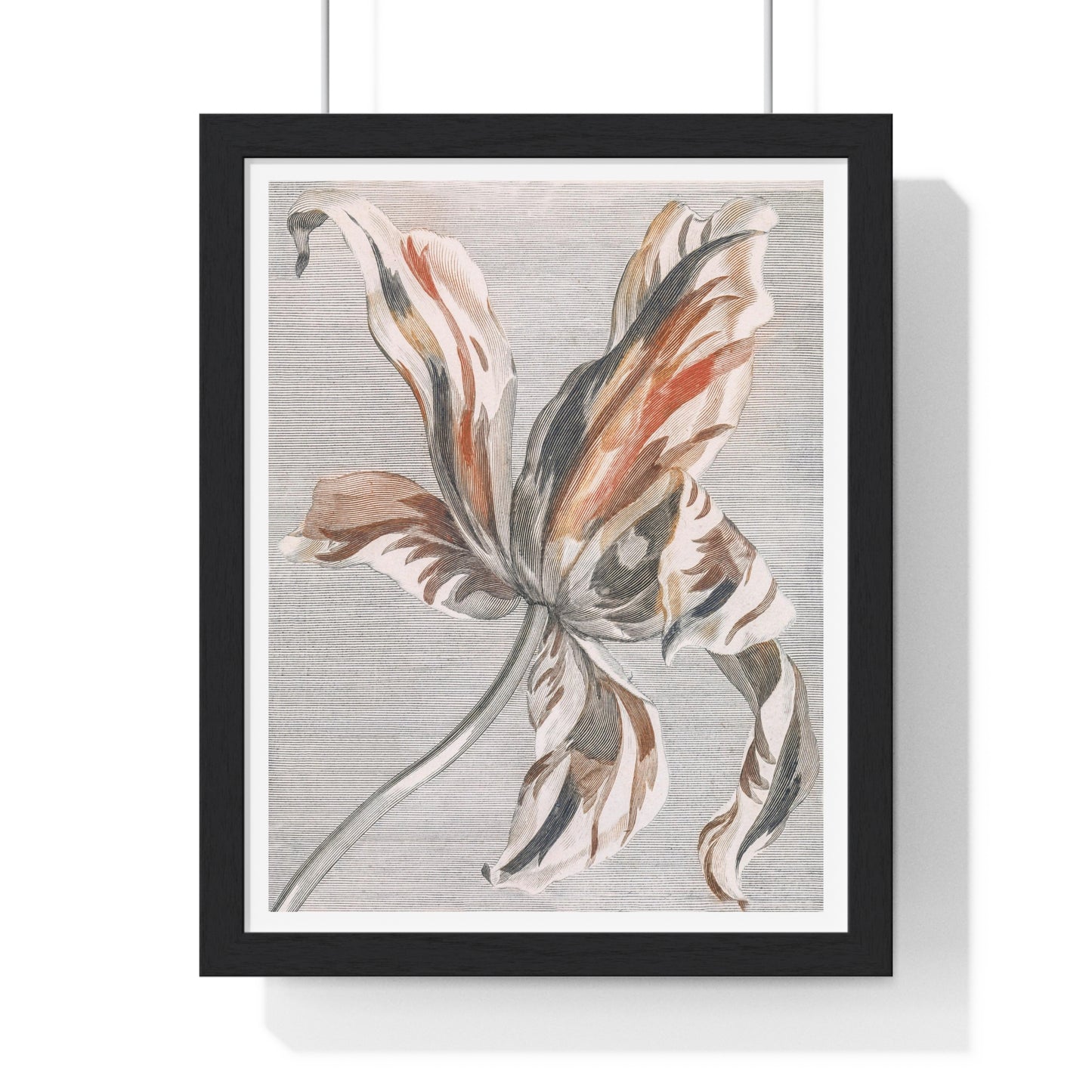 A Tulip by Johan Teyler (1648-1709), from the Original, Framed Art Print