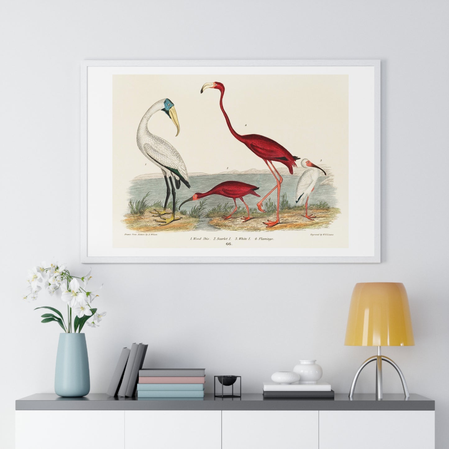 Illustration from 'American Nature Literature and Illustration' by Alexander Wilson (1843) from the Original, Framed Print