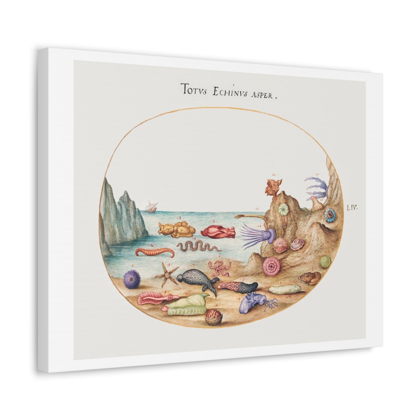 Sea Cucumbers, Sea Urchins, Starfish, Sea Nettle, Sea Hare and Other Marine Life (1575–1580) by Joris Hoefnagel, from the Original, Print on Canvas