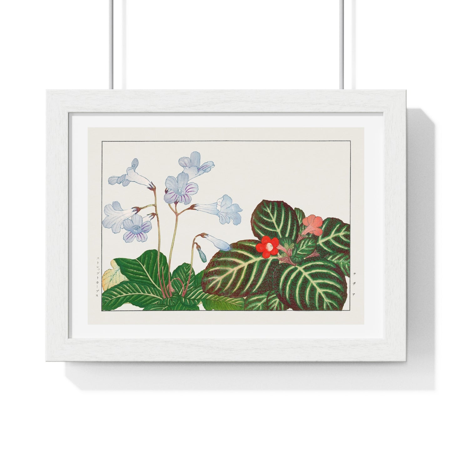 Vintage Tydea and Cape Primrose Flower (1917) Japanese Woodblock Art by Kônan Tanigami, from the Original, Framed Art Print