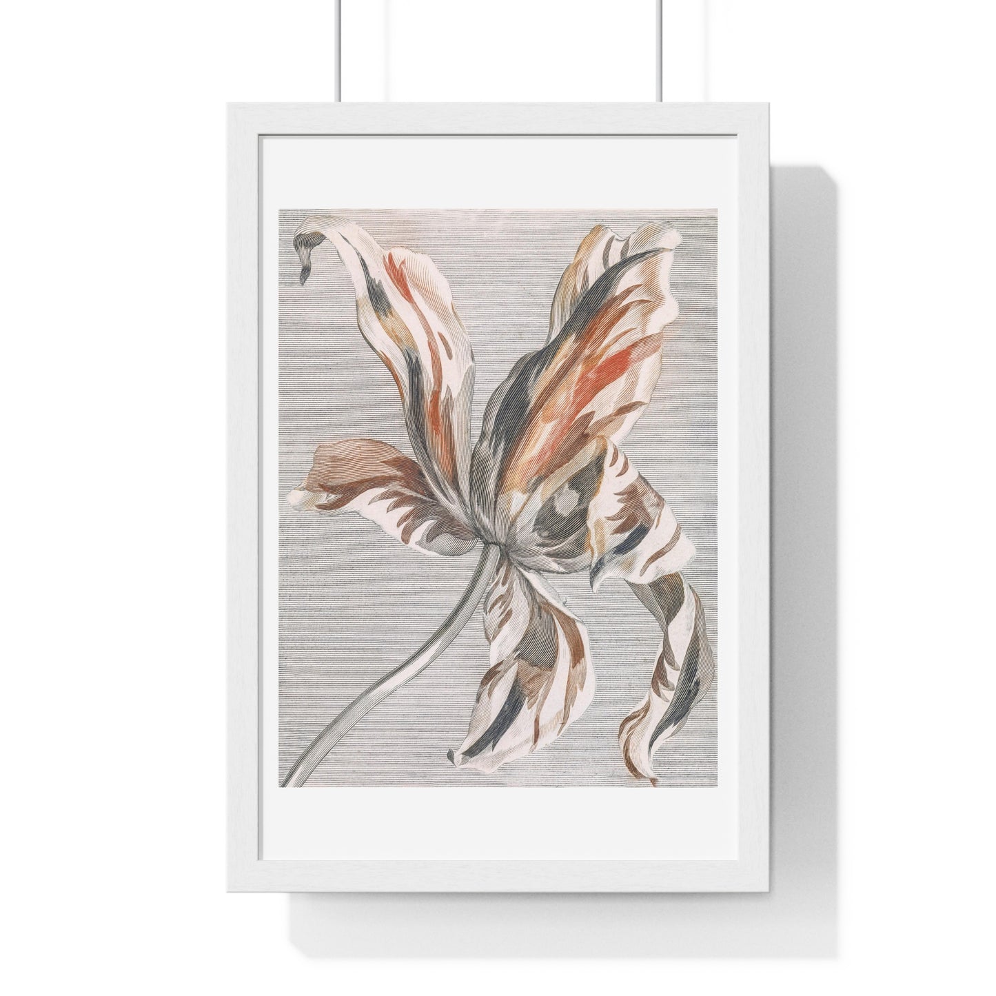 A Tulip by Johan Teyler (1648-1709), from the Original, Framed Art Print