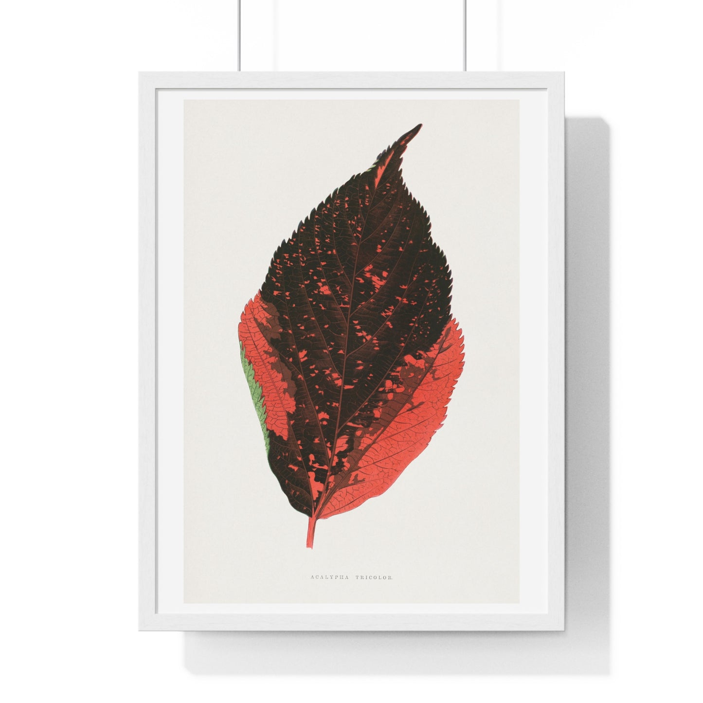 Acalypha Tricolor Leaf Illustration from the 1865 edition of 'Les Plantes à Feuillage Coloré' by Alexander Francis Lydon & Benjamin Fawsett