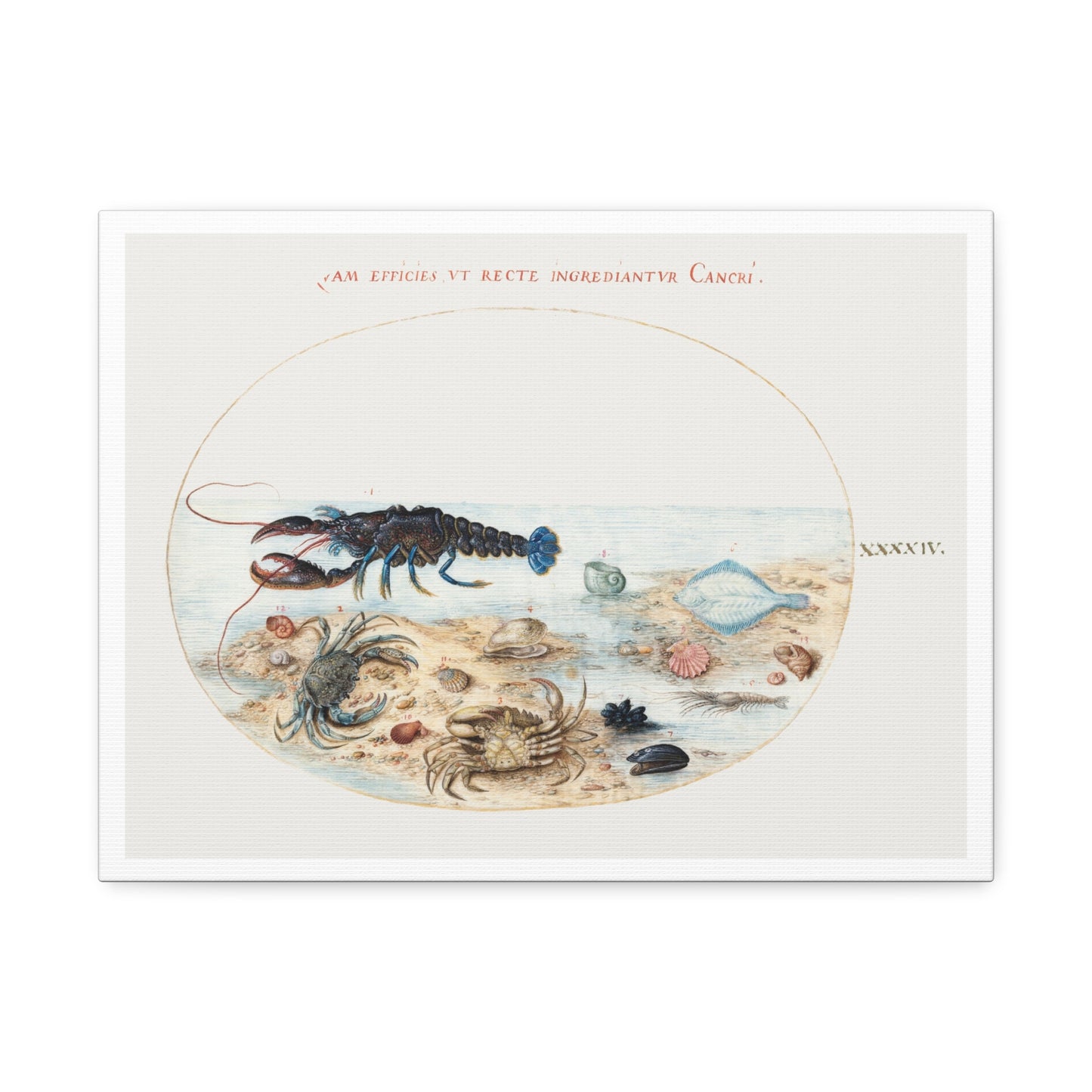 Lobster, Crabs, Scallop Shells and Other Sea Life (1575–1580) by Joris Hoefnagel, from the Original, Print on Canvas