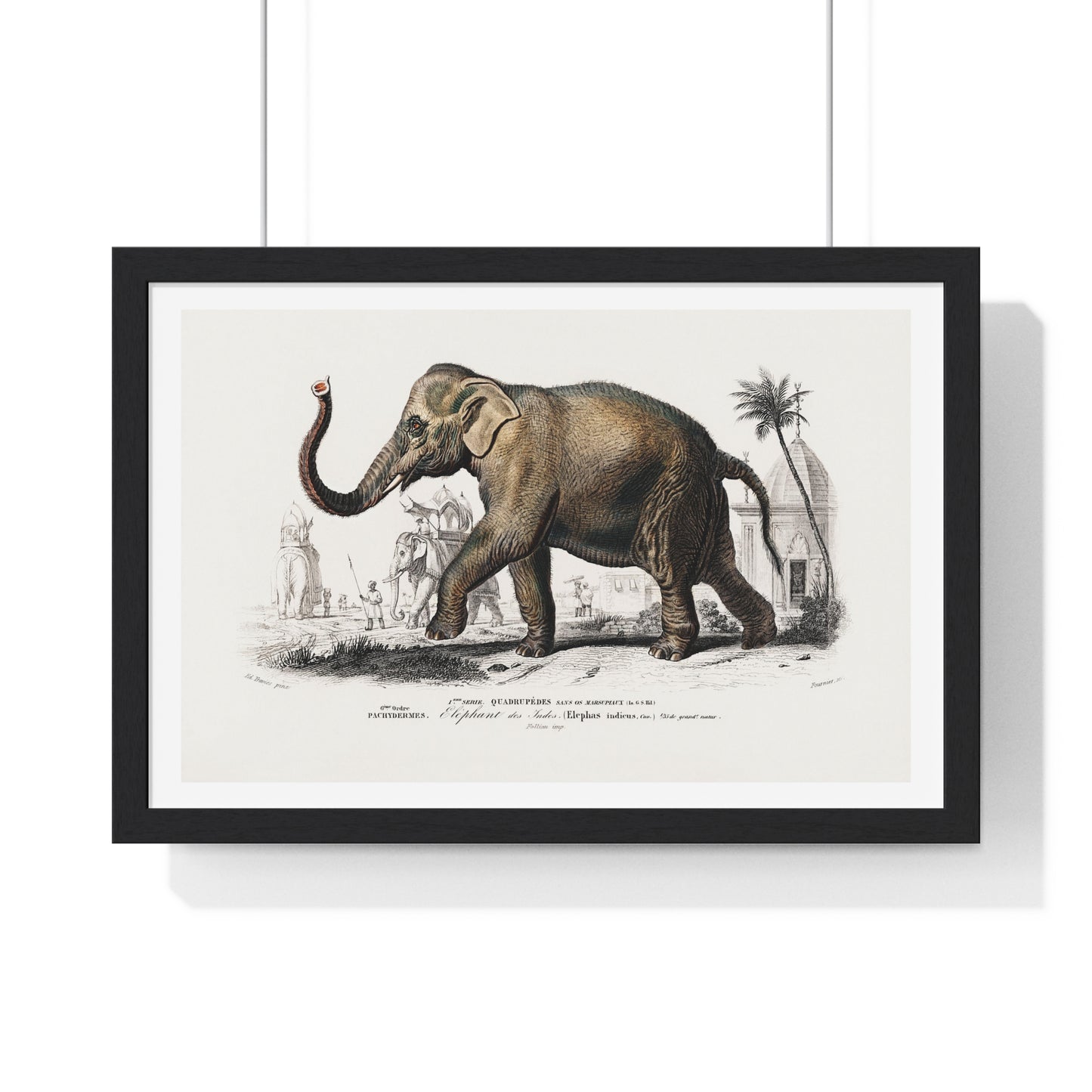 Asiatic Elephant 'Elephas Maximus' Illustration by Charles Dessalines D' Orbigny (1892) from the Original, Framed Print