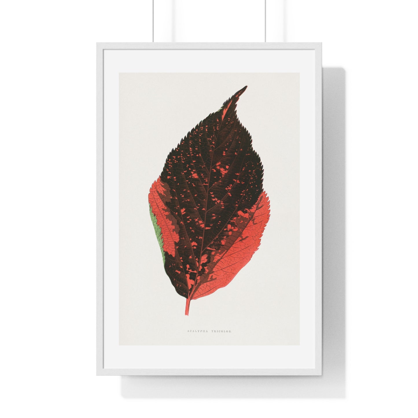 Acalypha Tricolor Leaf Illustration from the 1865 edition of 'Les Plantes à Feuillage Coloré' by Alexander Francis Lydon & Benjamin Fawsett