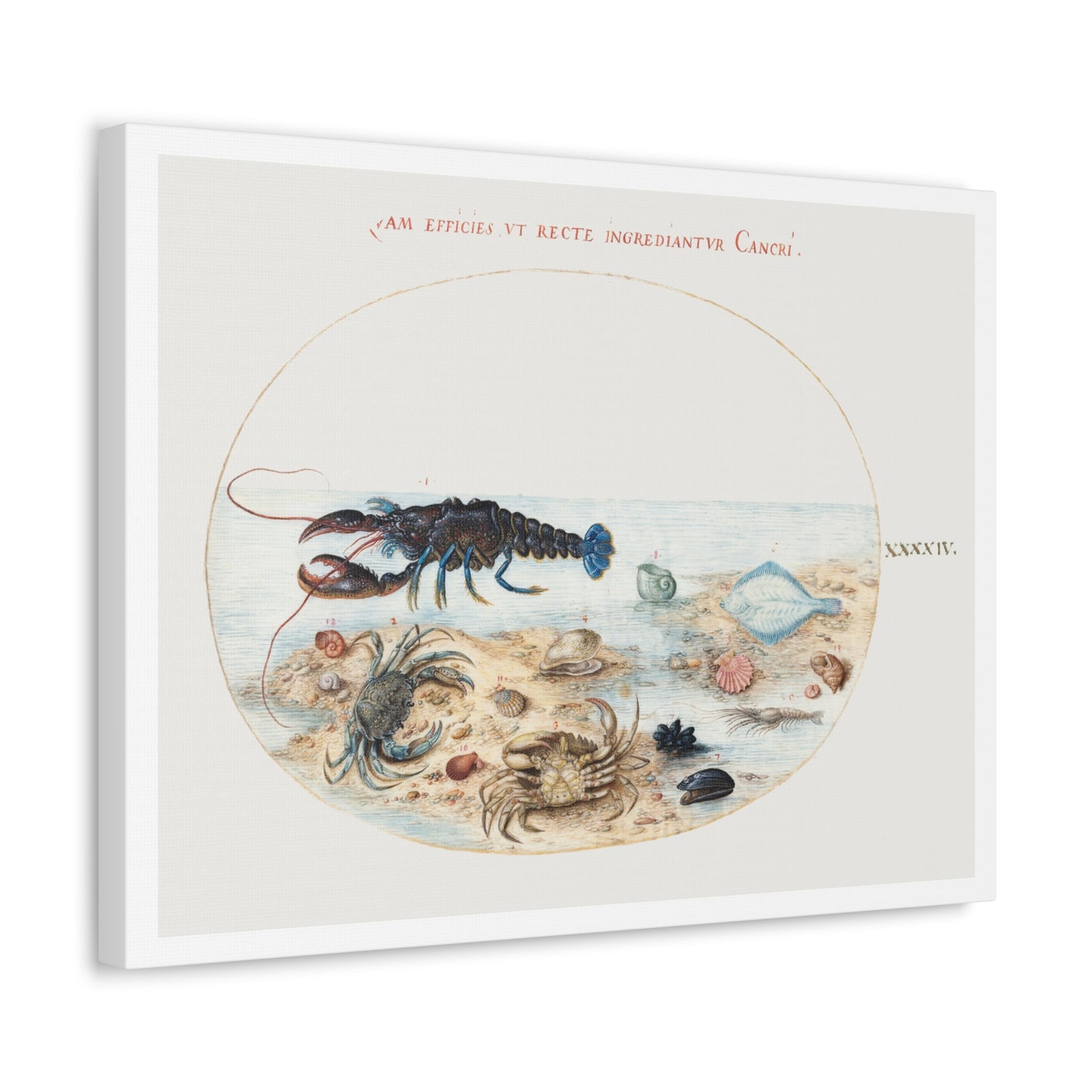 Lobster, Crabs, Scallop Shells and Other Sea Life (1575–1580) by Joris Hoefnagel, from the Original, Print on Canvas