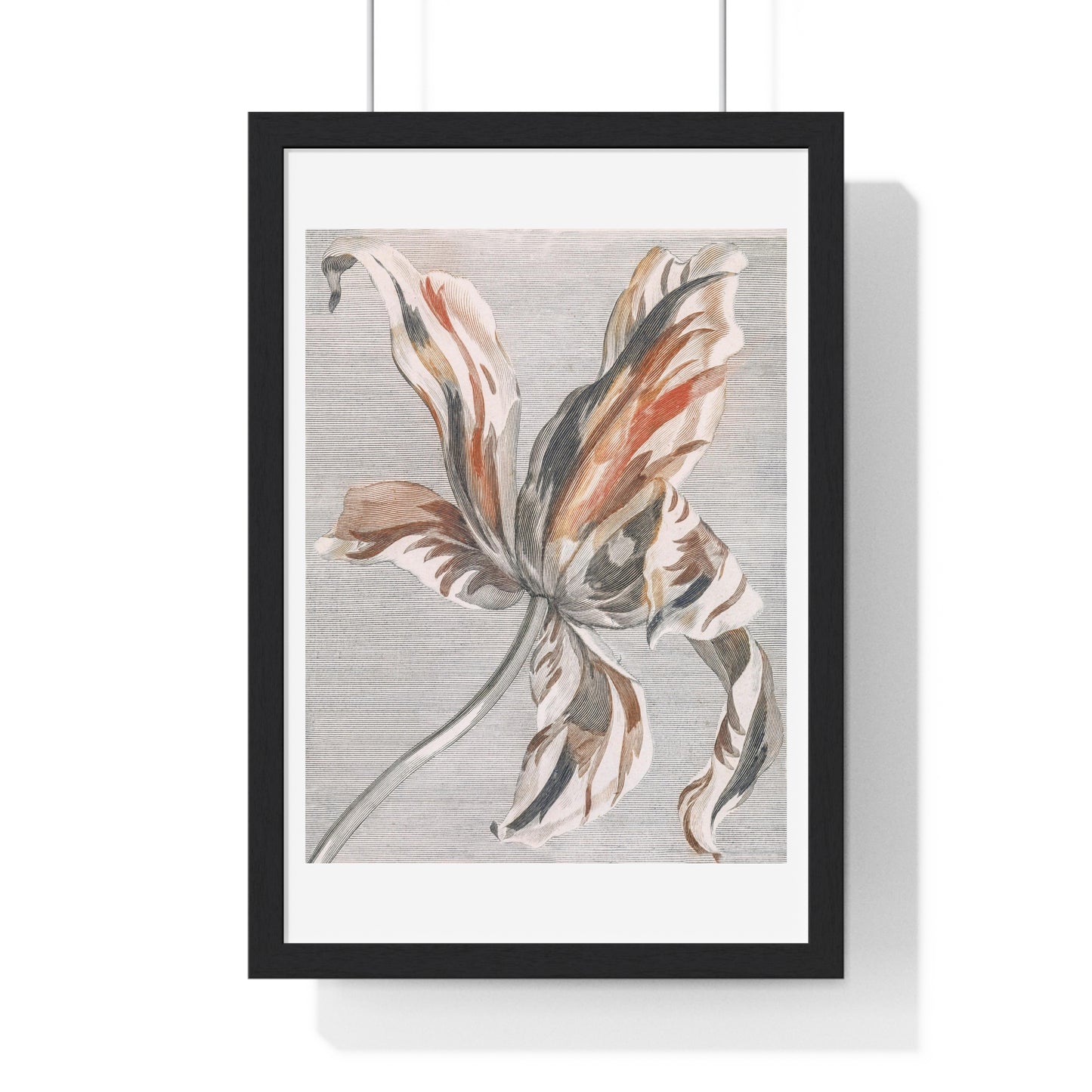 A Tulip by Johan Teyler (1648-1709), from the Original, Framed Art Print
