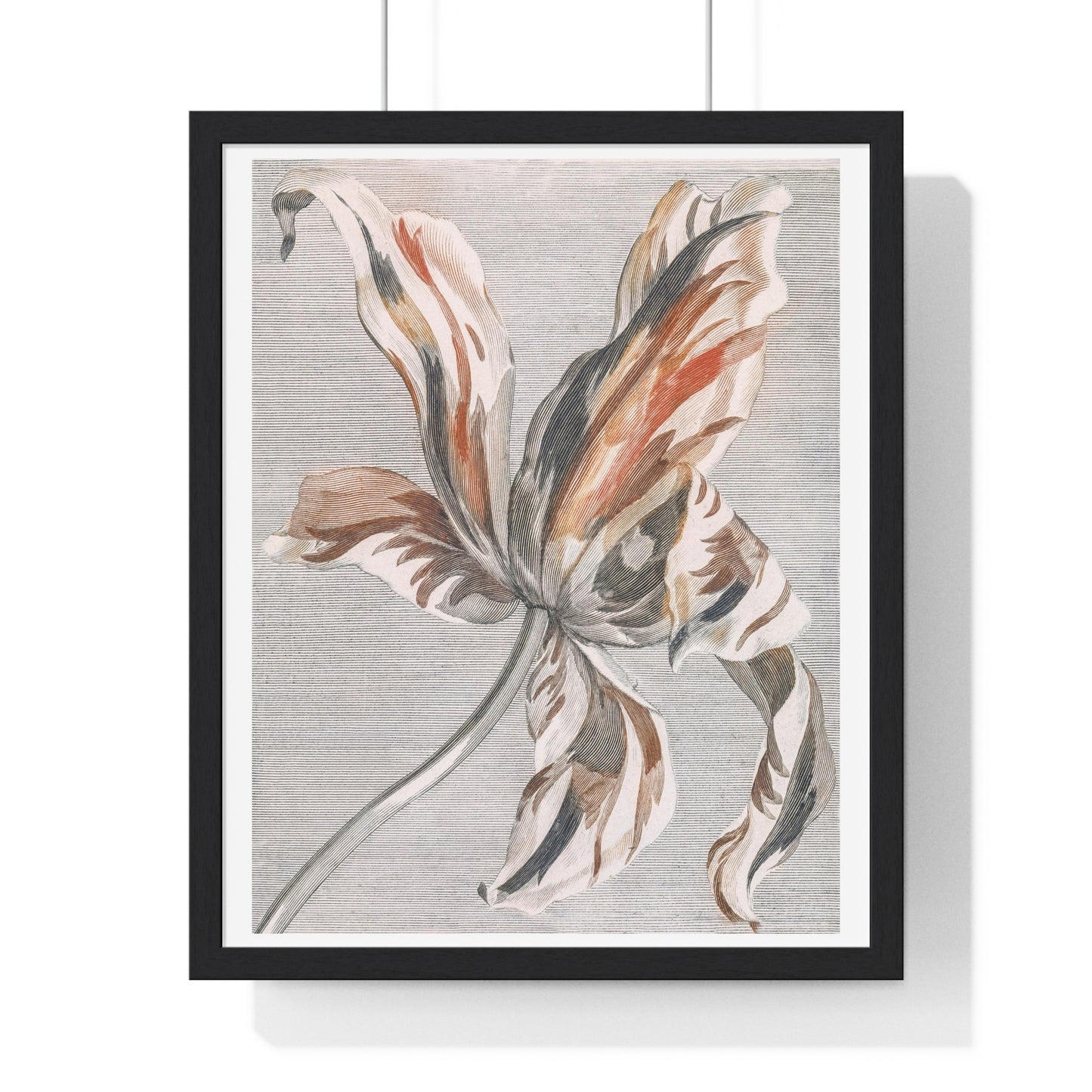 A Tulip by Johan Teyler (1648-1709), from the Original, Framed Art Print