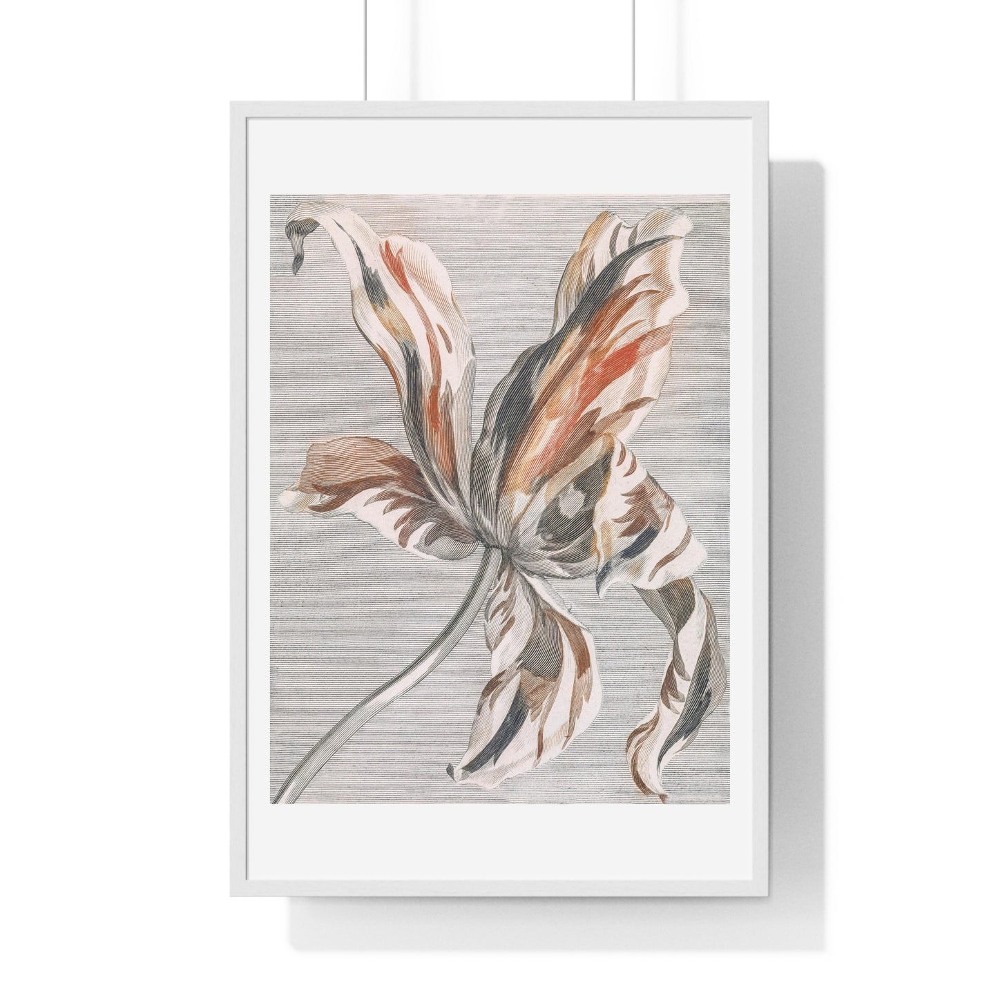 A Tulip by Johan Teyler (1648-1709), from the Original, Framed Art Print