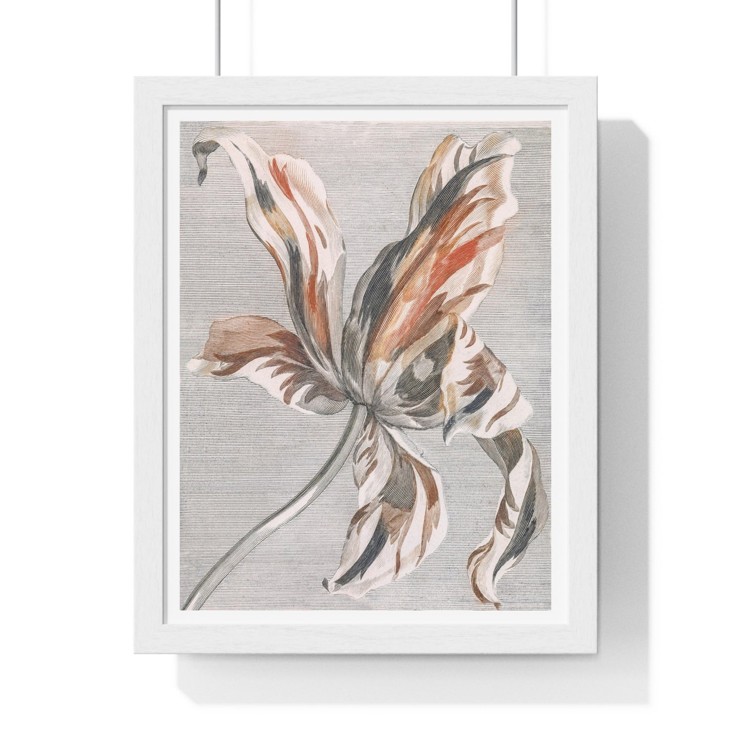 A Tulip by Johan Teyler (1648-1709), from the Original, Framed Art Print