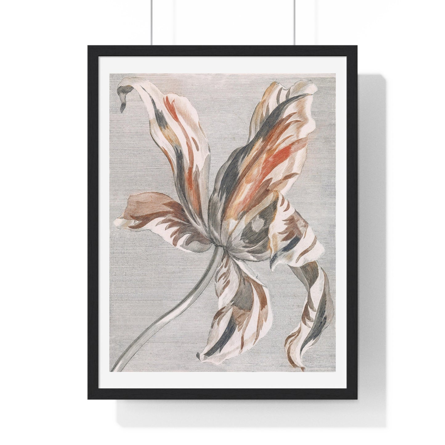 A Tulip by Johan Teyler (1648-1709), from the Original, Framed Art Print