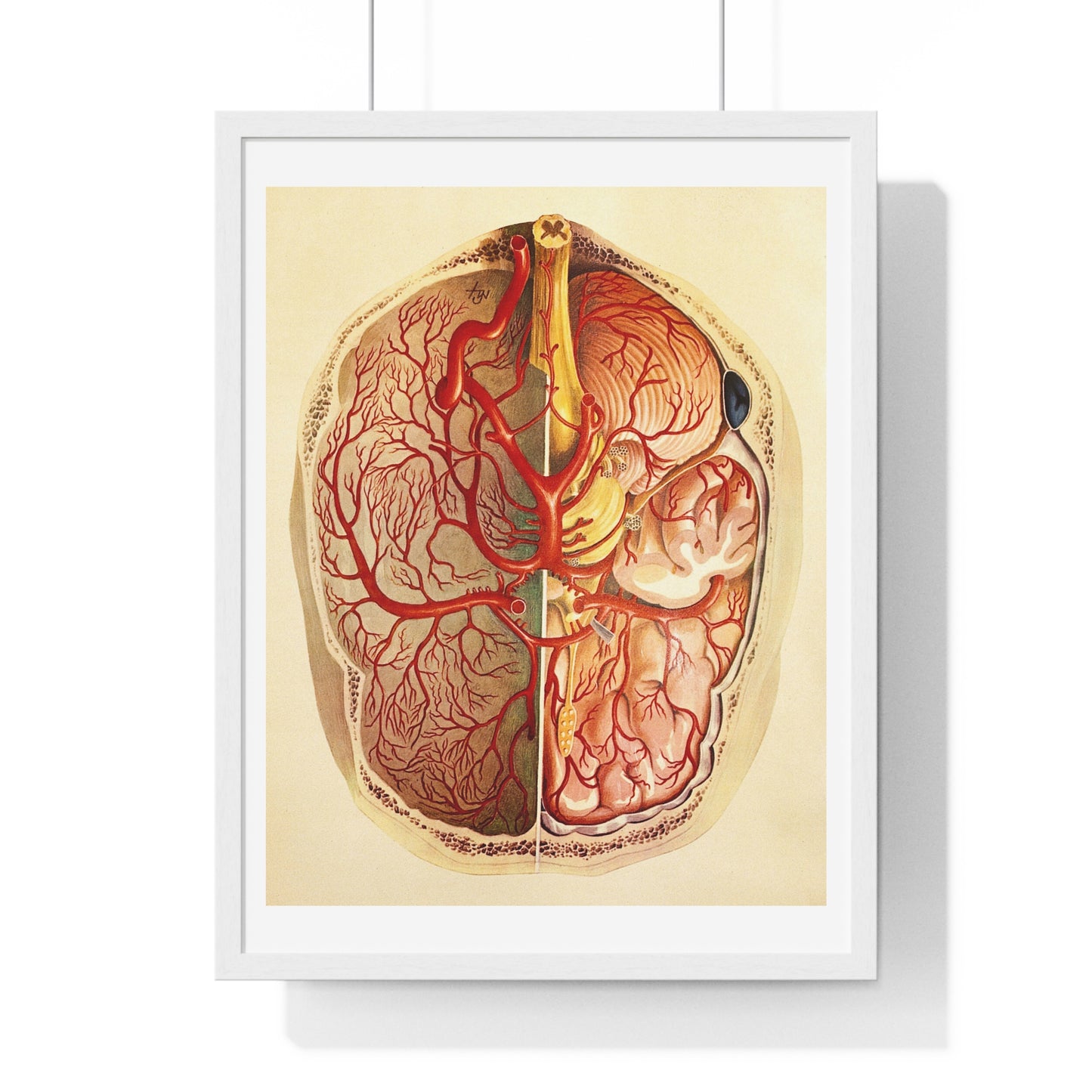 Brain Posterior View, Colour Lithograph by Brocades Great Britain, from the Original, Framed Art Print