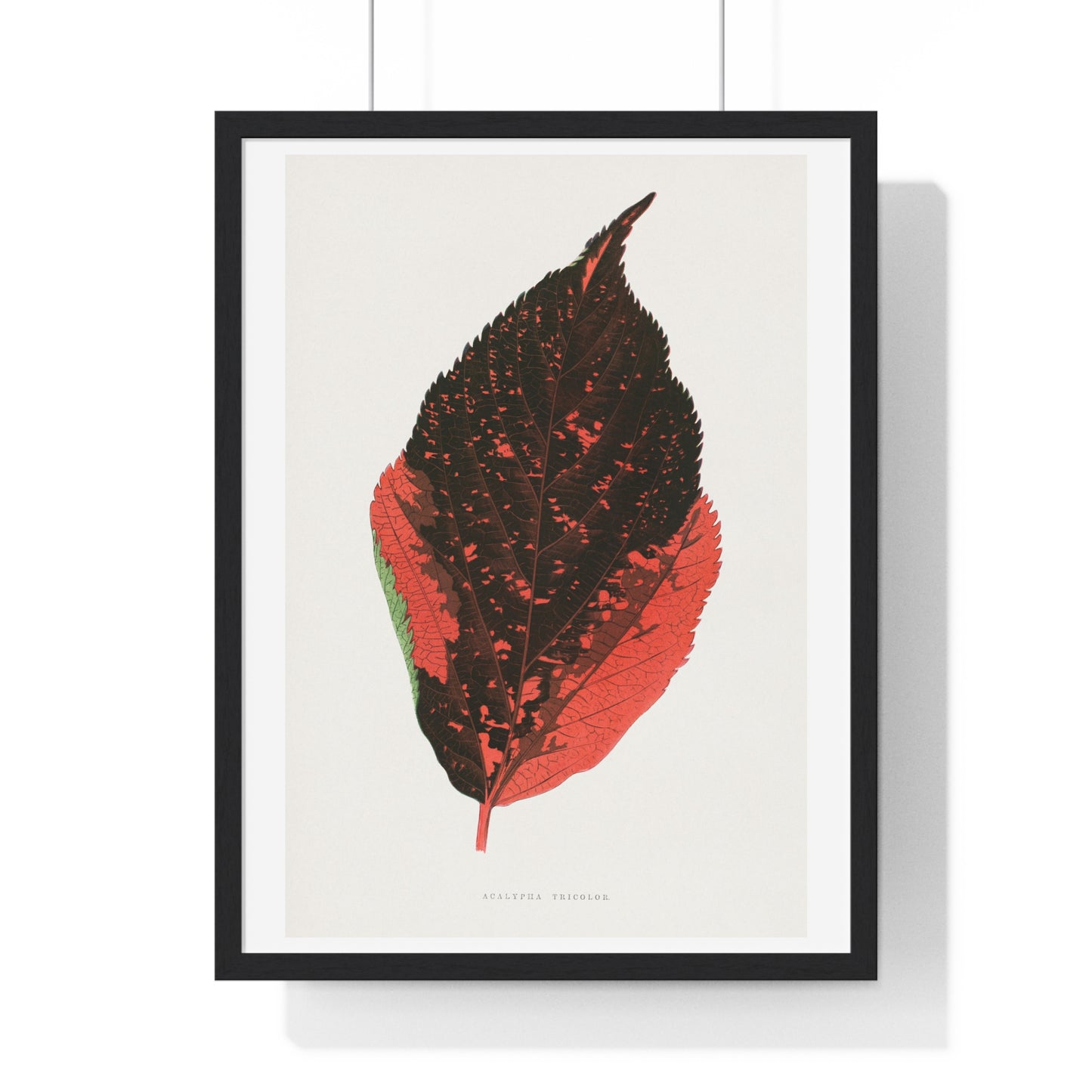 Acalypha Tricolor Leaf Illustration from the 1865 edition of 'Les Plantes à Feuillage Coloré' by Alexander Francis Lydon & Benjamin Fawsett