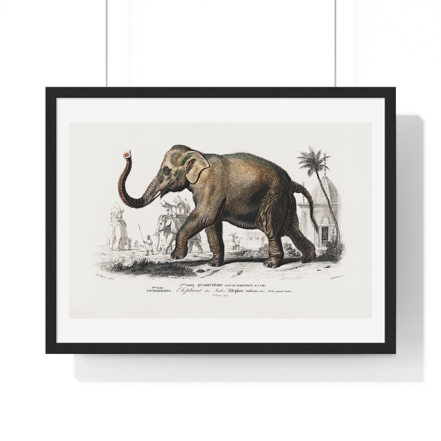 Asiatic Elephant 'Elephas Maximus' Illustration by Charles Dessalines D' Orbigny (1892) from the Original, Framed Print