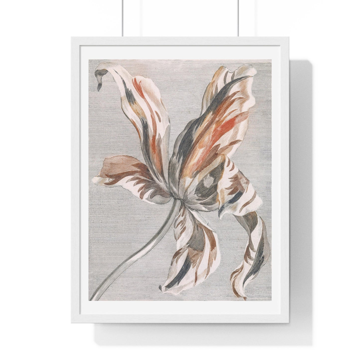 A Tulip by Johan Teyler (1648-1709), from the Original, Framed Art Print