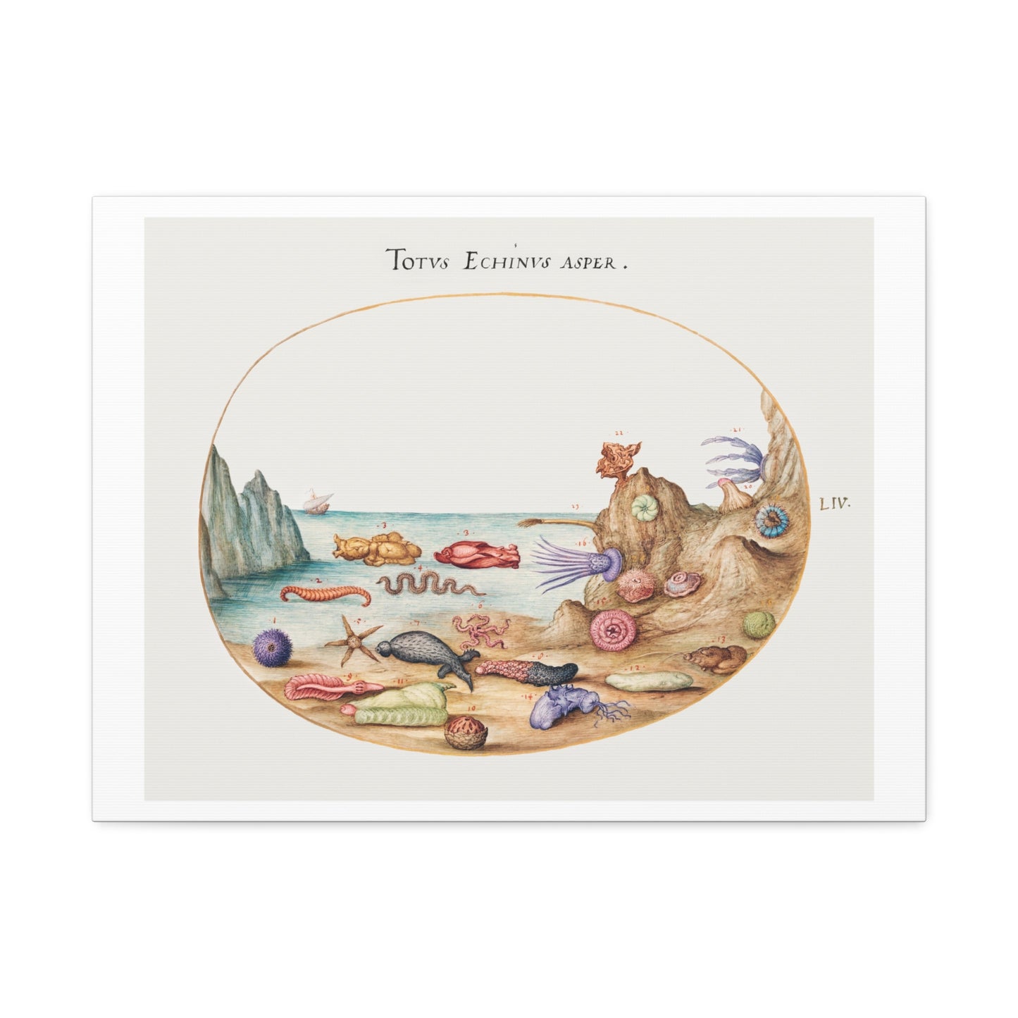Sea Cucumbers, Sea Urchins, Starfish, Sea Nettle, Sea Hare and Other Marine Life (1575–1580) by Joris Hoefnagel, from the Original, Print on Canvas