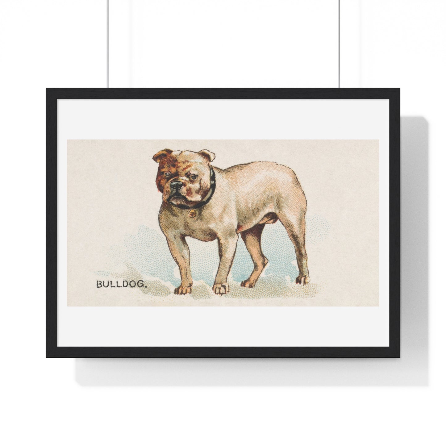 Bulldog, illustration from the Dogs of the World series for Old Judge Cigarettes (1890) from the Original, Framed Art Print