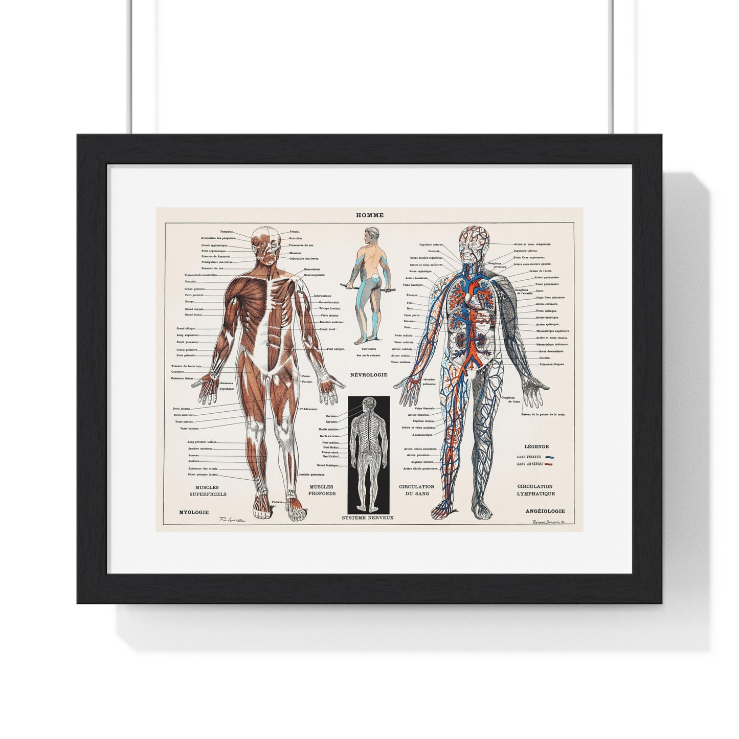 Antique illustration of a Human Nervous system and Muscular System (1900) by Claude Augé, from the Original, Framed Art Print