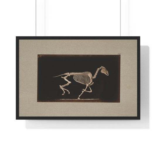 Skeleton of Horse Running, Leaving the Ground (circa 1881) by Eadweard Muybridge, from the Original, Framed Print