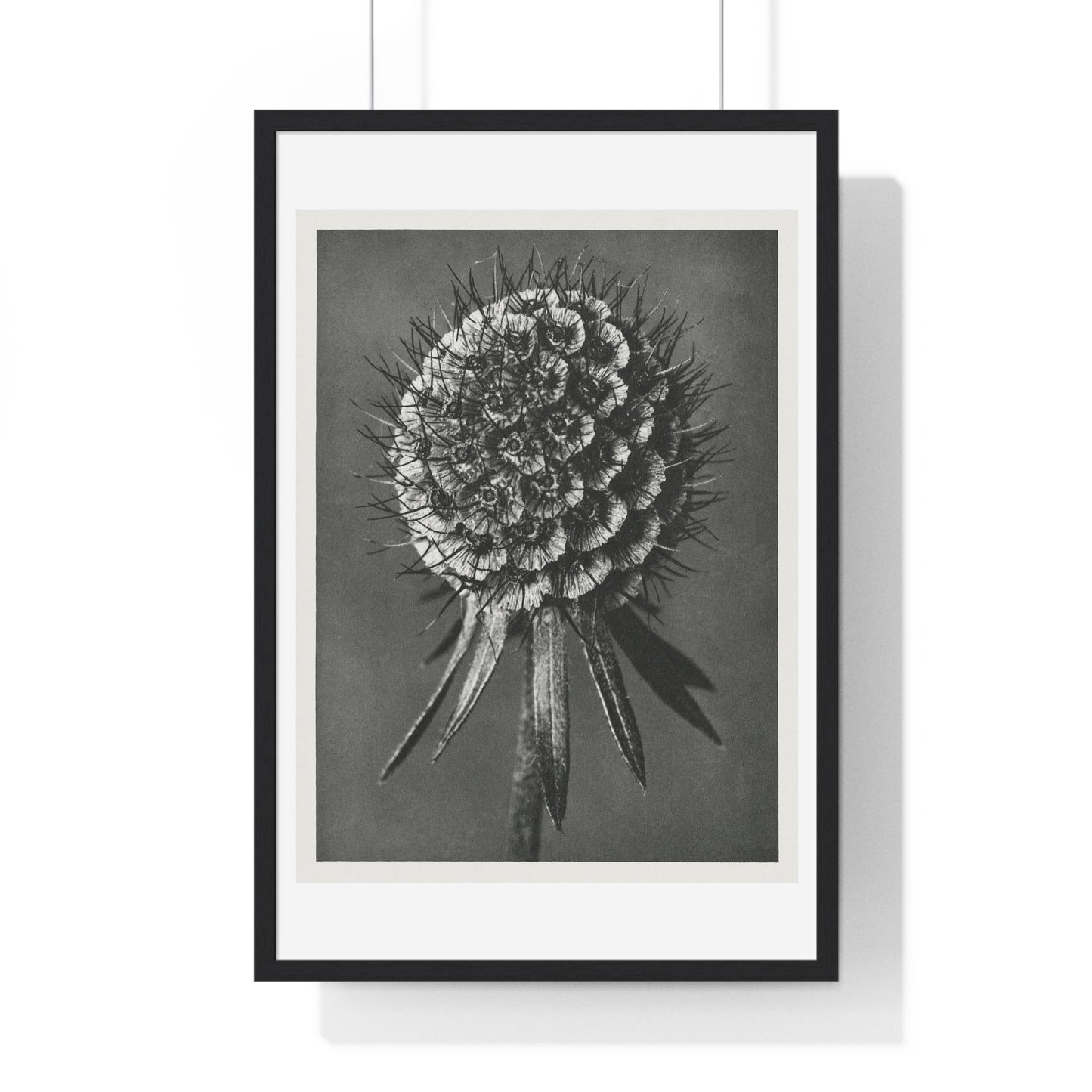 Phacelia Tanacetifolia (Lacy Phacelia) Enlarged 12 Times from 'Urformen der Kunst' (1928) by Karl Blossfeldt, from the Original, Framed Art Print