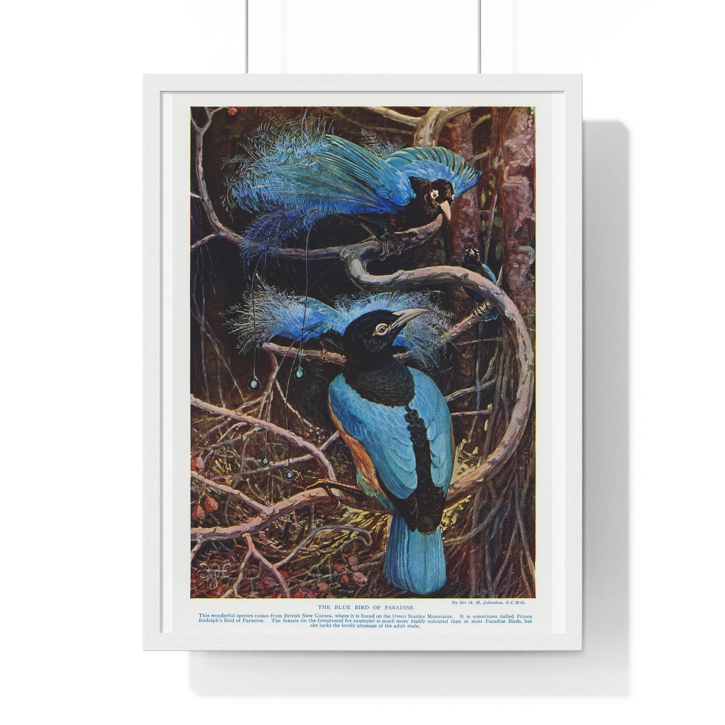 Blue Bird of Paradise, Illustration by Sir Henry Hamilton Johnston (1858-1927) from the Original, Framed Art Print