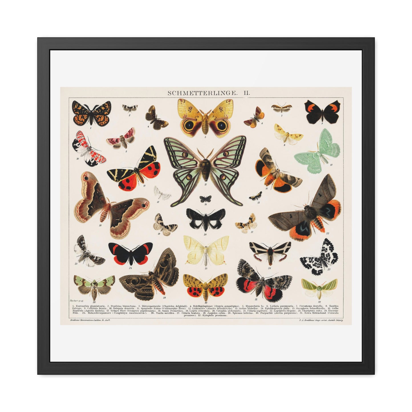 Antique Butterfly and Moth Lithograph (1894) Unknown Artist, from the Original, Wooden Framed Print