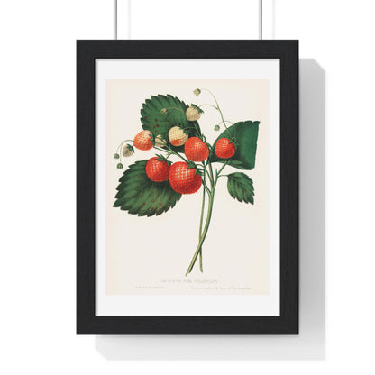 The Boston Pine Strawberry (1852) Vintage Illustration by Charles Hovey, from the Original, Framed Art Print