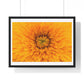 Vibrant Yellow Flower Relaxing Large Wall Art, Framed Print