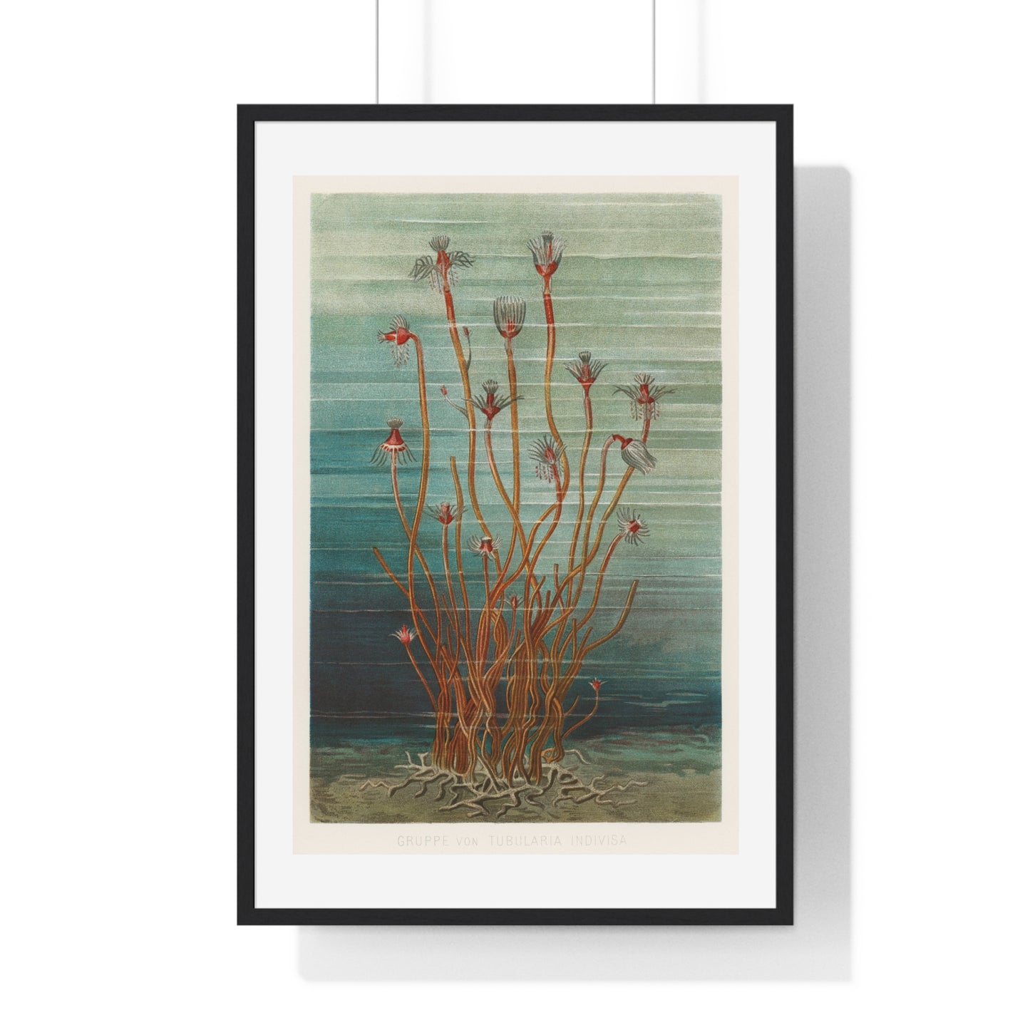 Group of Tubularis Indivisa (1884) by Eduard Oscar Schmidt, an Unusual Aquatic Life Form, from the Original, Framed Print