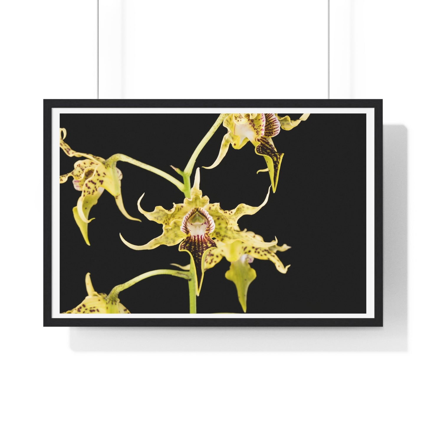 Dendrobium Alexandrae 'Fruits of Love' Orchid Essence, from the Original, Framed Print