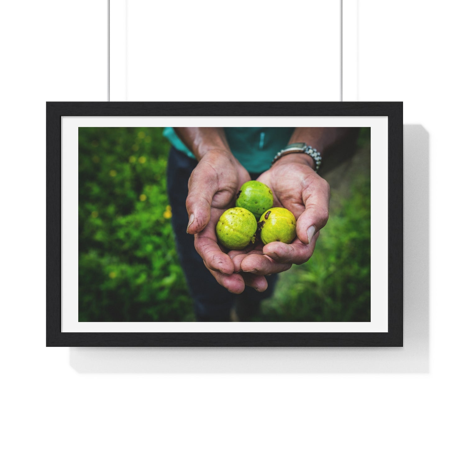 Limes in a Worker's Hands, Photographic Decor, Large Framed Print