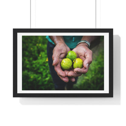 Limes in a Worker's Hands, Photographic Decor, Large Framed Print